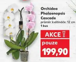 Kaufland Orchidea Phalaenopsis Cascade nabídka