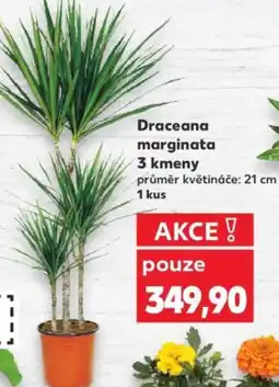 Kaufland Draceana marginata 3 kmeny nabídka