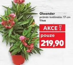 Kaufland Oleander nabídka