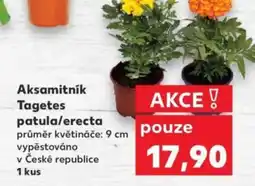 Kaufland Aksamitník Tagetes patula/erecta nabídka