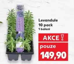 Kaufland Levandule nabídka