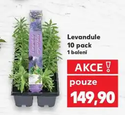 Kaufland Levandule 10 Pack nabídka