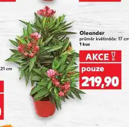Kaufland Oleandr nabídka