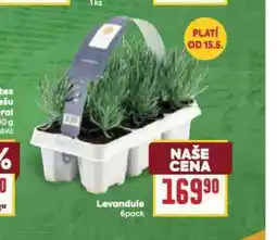 Billa Levandule nabídka