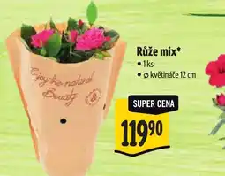 Albert Růže mix nabídka