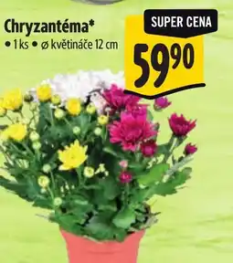 Albert Chryzantéma nabídka