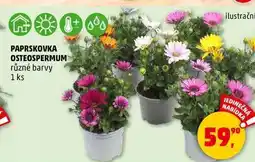 Penny Market PAPRSKOVKA OSTEOSPERMUM různé barvy, 1 ks nabídka