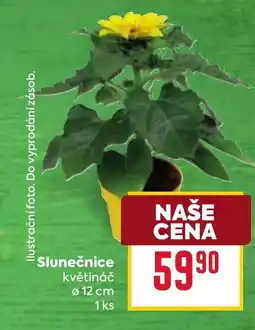 Billa Slunečnice nabídka