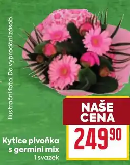 Billa Kytice pivoňka s germini mix nabídka