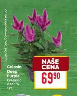 Billa Celosia Deep Purple květináč 12 cm 1ks nabídka