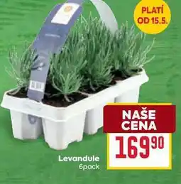 Billa Levandule 6pack nabídka