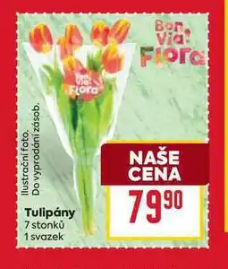 Billa Tulipány 7 stonků 1 svazek nabídka