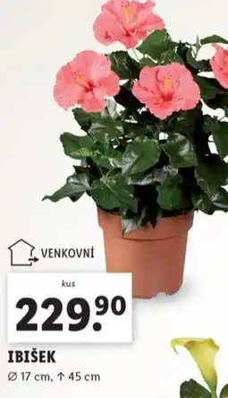 Lidl Ibišek nabídka