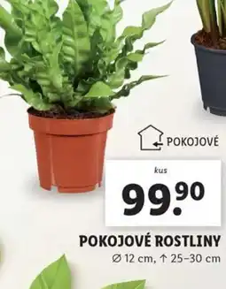 Lidl Pokojové rostliny nabídka