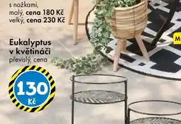 Eukalyptus v květináči