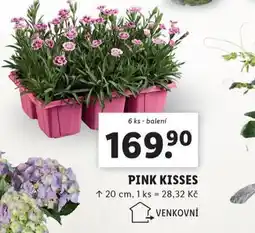 Lidl Pink kisses nabídka