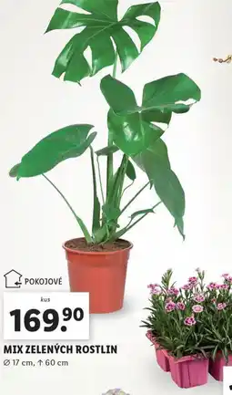 Lidl Mix zelených rostlin nabídka