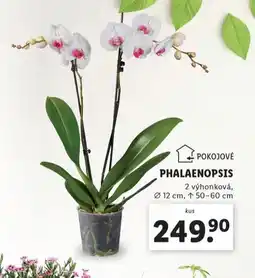 Lidl Orchidea - phalaenopsis nabídka