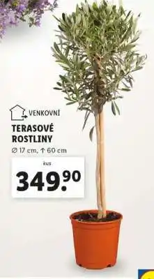 Lidl TERASOVÉ ROSTLINY nabídka