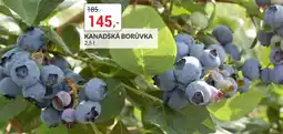 Baumax Kanadská borůvka nabídka
