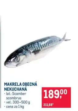 Makro Makrela obecná nekuchaná nabídka