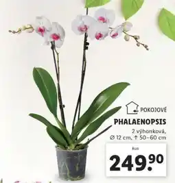 Lidl Phalaenopsis nabídka