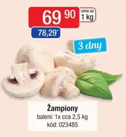Qanto Žampiony nabídka
