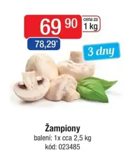 Qanto Žampiony nabídka