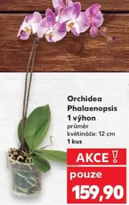 Kaufland Orchidea Phalaenopsis 1 výhon nabídka