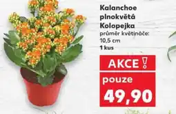 Kaufland Kalanchoe plnokvětá Kolopejka nabídka
