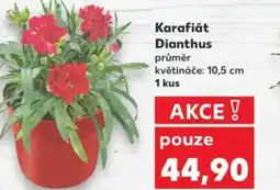 Kaufland Karafiát Dianthus nabídka
