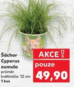 Kaufland Šáchor Cyperus zumula nabídka
