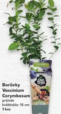 Kaufland Borůvky Vaccinium Corymbosum nabídka