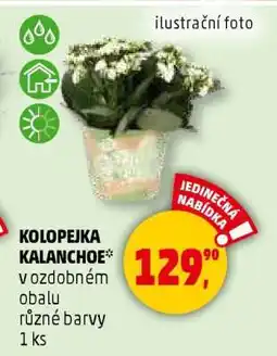 Penny Market KOLOPEJKA KALANCHOE nabídka