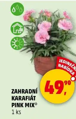 Penny Market Zahradní karafiát Pink Mix nabídka