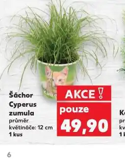 Kaufland Šáchor cyperus zmula nabídka