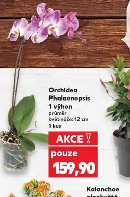 Kaufland Orchidea - phalaenopsis nabídka