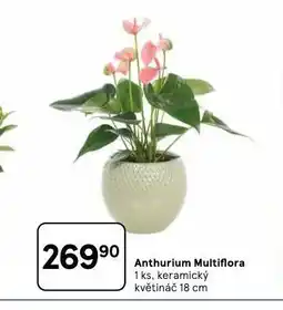Tesco Anthurium multiflora nabídka