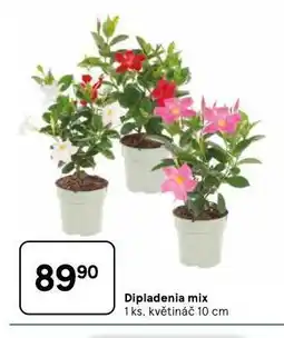 Tesco Dipladenia mix nabídka
