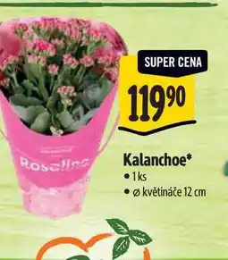 Albert Kalanchoe,pr. květináče 12 cm nabídka
