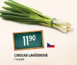 Cibulka lahůdková