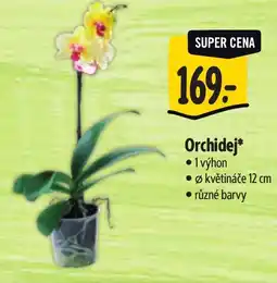 Albert Orchidej nabídka