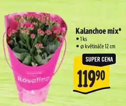 Albert Kalanchoe mix nabídka