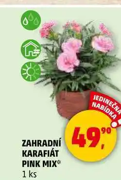 Penny Market ZAHRADNÍ KARAFIÁT PINK MIX, 1 ks nabídka