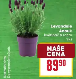 Billa Levandule Anouk nabídka