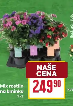 Mix rostlin na kmínku