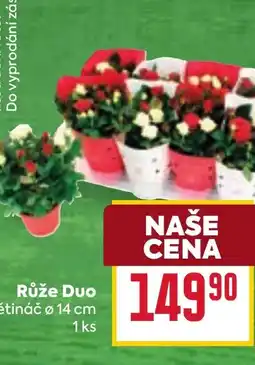 Billa Růže Duo nabídka