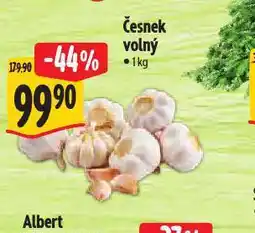 Albert Česnek volný nabídka