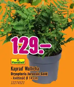 Hornbach Kaprad Wallicha Dryopteris Jurassic Gold nabídka
