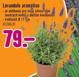 Levandule aromatico